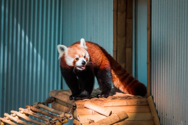 Roter Panda Klettert Einem Sommertag John Ball Zoo Grand Rapids — Stockfoto