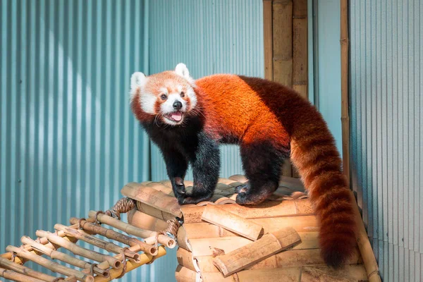 Red Panda bir yaz günü hayvanat bahçesinde etrafını sardı.