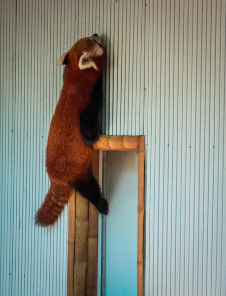 Vörös Panda Mászik Fel Kerítésének Oldalára John Ball Állatkertben — Stock Fotó