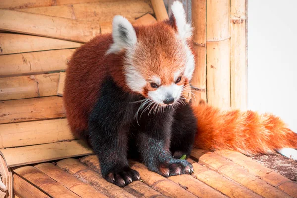 Roter Panda Sitzt Zoo Der Sonne — Stockfoto