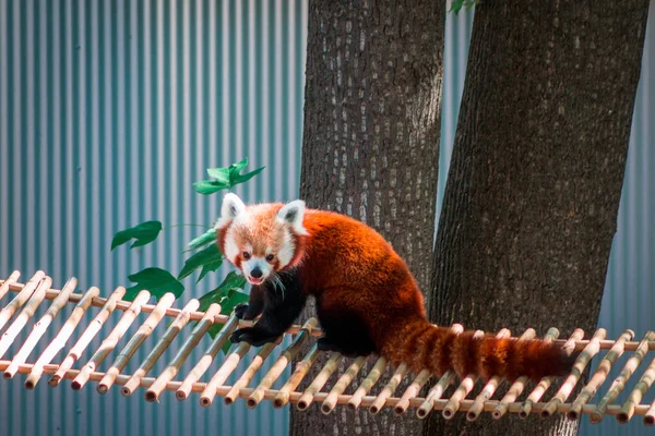 Czerwona Panda Siedzi Moście Słoneczny Letni Dzień Zoo John Ball — Zdjęcie stockowe