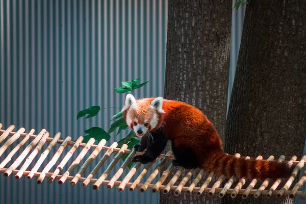 Vermelho Panda Sentado Uma Ponte Dia Ensolarado Verão — Fotografia de Stock
