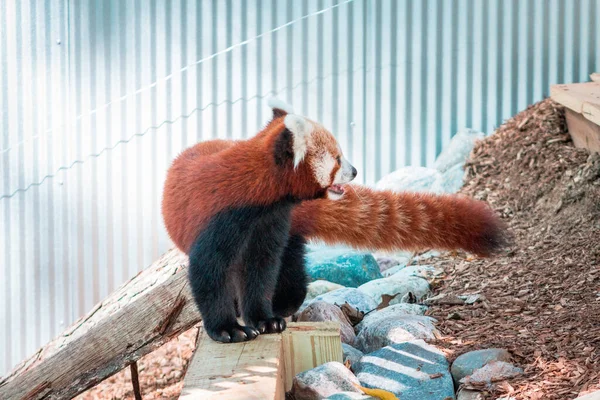 Czerwona Panda Grająca Zoo John Ball Letni Dzień Grand Rapids — Zdjęcie stockowe