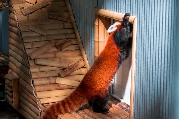 Red Panda Próbál Bejutni Egy Fedett Tartási Terület John Ball — Stock Fotó
