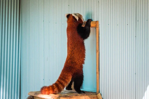 Red Panda Próbál Bejutni Egy Fedett Kerítésbe John Ball Állatkertben — Stock Fotó