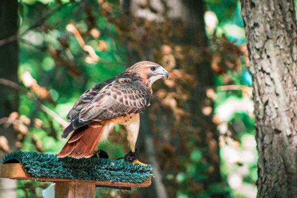 Red tailed hawk landing on a perch at the zoo