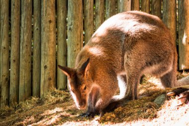 Güneşli bir günde John Ball Hayvanat Bahçesinde Wallaby oynuyor.