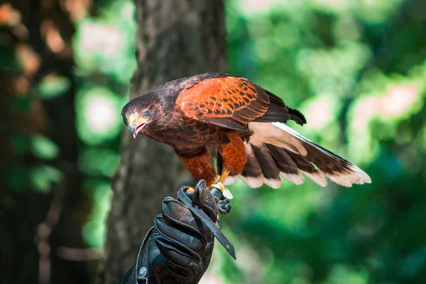 Kızıl kuyruklu şahin, hayvanat bahçesi bekçisinin eline tünemişti.