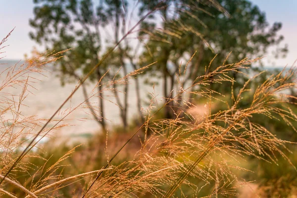 Seegras Auf Einer Düne Vor Dem Lake Michigan — Stockfoto