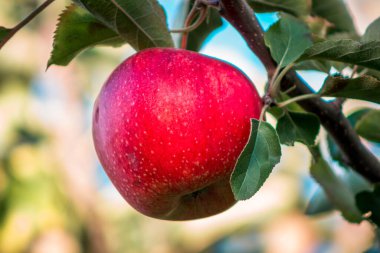 Grand Rapids Michigan 'daki meyve bahçesinden elma toplamaya hazır.