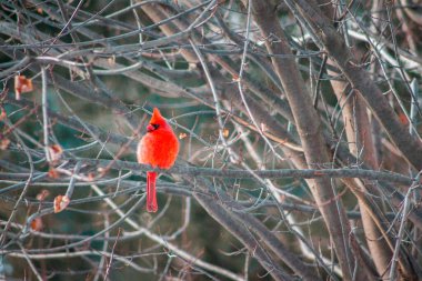 Kardinal kışın bir akçaağaçta oturuyor.