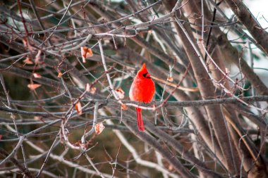 Kardinal kışın ağaçta oturuyor.