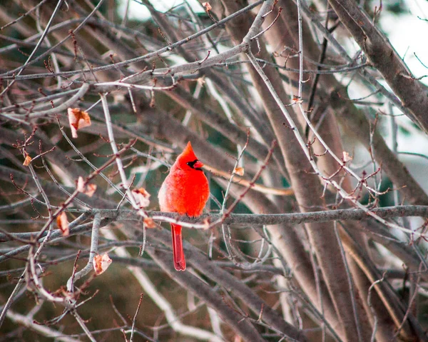 Cardinal Perché Dans Érable Hiver — Photo