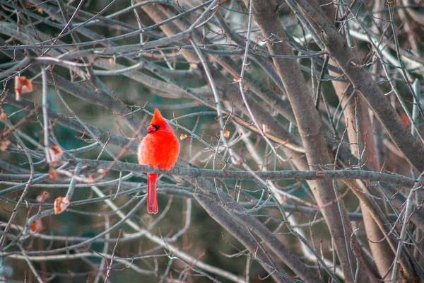 Cardinal Assis Dans Érable Hiver — Photo