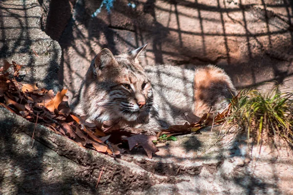 Bobcat Sleeping Sun John Ball Zoo Grand Rapids Michigan — Stock Photo, Image