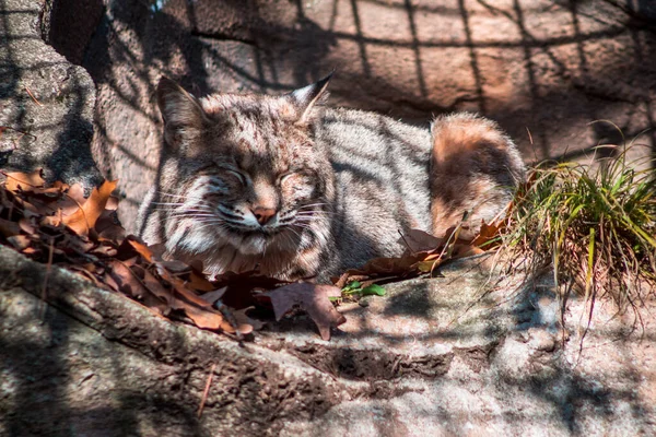 Bobcat Alszik Napon John Ball Állatkertben — Stock Fotó