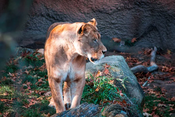 Λέαινα Περιφέρεται Γύρω Από Ένα Κατάλυμα Στο Ζωολογικό Κήπο Του — Φωτογραφία Αρχείου