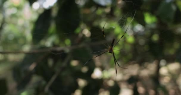 Araña en la selva de Bali — Vídeo de stock