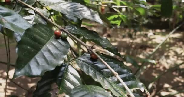 Caffè balinese che cresce sugli alberi in Indonesia Video Stock