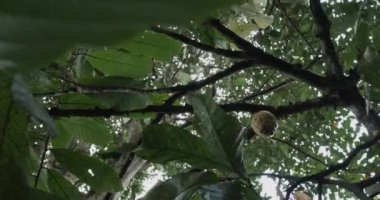 Bali Endonezya ağacı üzerinde büyüyen coco pod