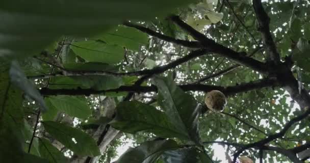 Baccello di cocco che cresce sugli alberi a Bali Indonesia Video Stock