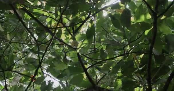 Vagem Coco Crescendo Árvore Bali — Vídeo de Stock