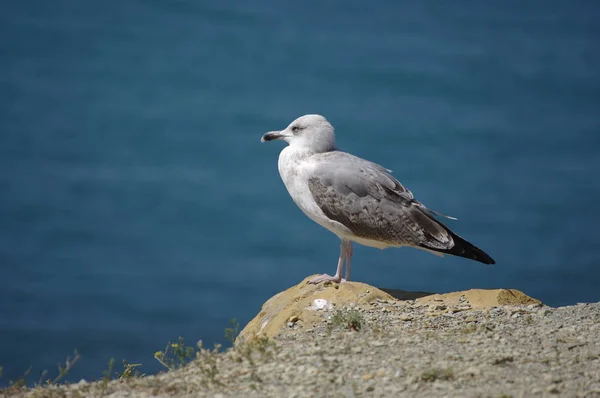 Uccelli Marini Sulla Costa Anapa — Foto Stock