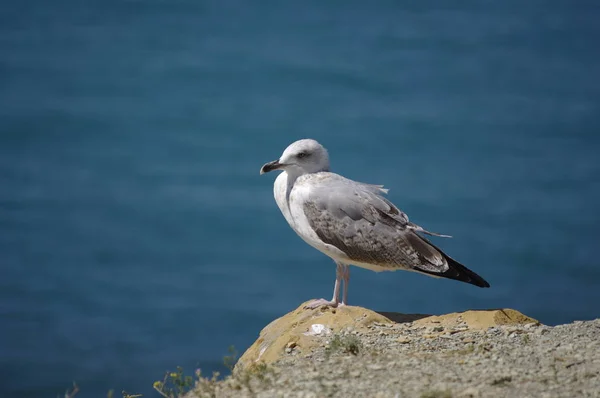 Aves Marinhas Costa Anapa — Fotografia de Stock