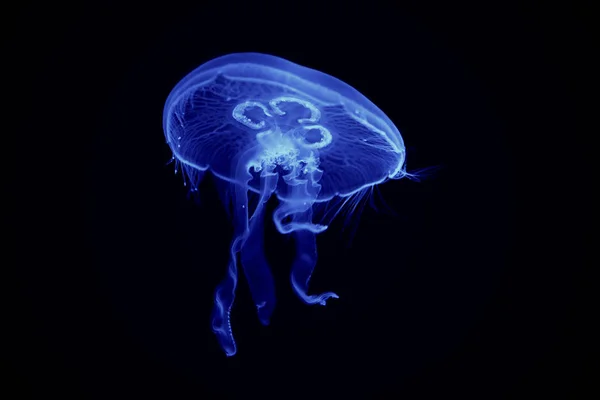 Meduse Galleggianti Acqua — Foto Stock