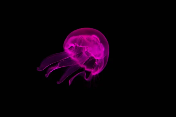 Medusas Flutuando Uma Água — Fotografia de Stock