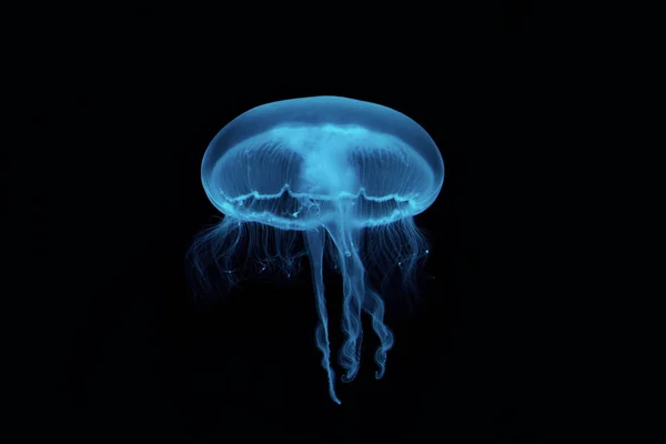 Jellyfish Floating Water — Stockfoto