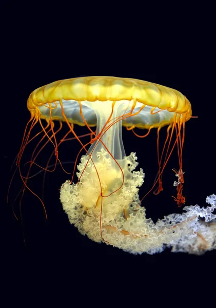 Méduses Flottant Dans Une Eau — Photo