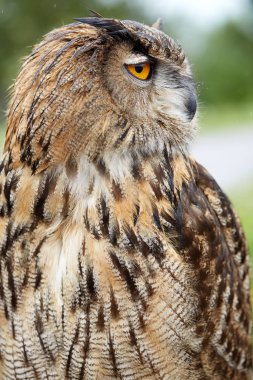 bir baykuş yakın çekim