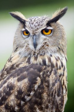 bir baykuş yakın çekim