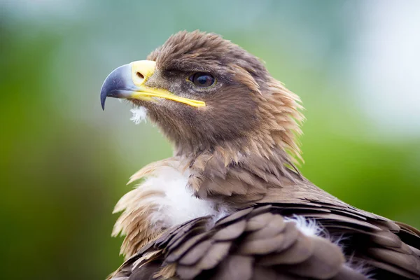 Κλείστε Falcon Πουλί — Φωτογραφία Αρχείου