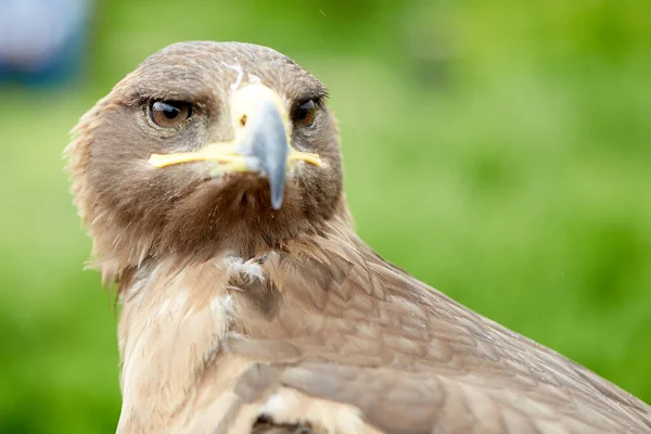 Sluiten Falcon Vogel — Stockfoto