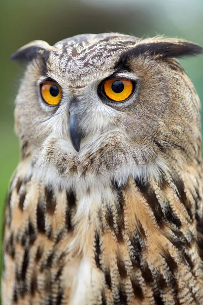 Close Owl — Stock Photo, Image