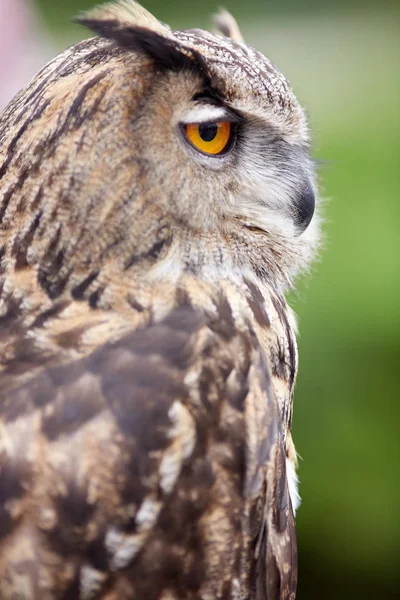 Close Owl — Stock Photo, Image