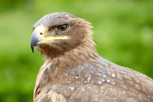 Sluiten Falcon Vogel — Stockfoto
