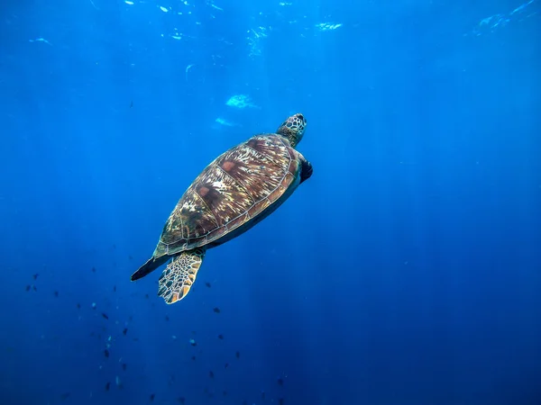 Havssköldpadda som badar i det vackra och transparenta havet — Stockfoto