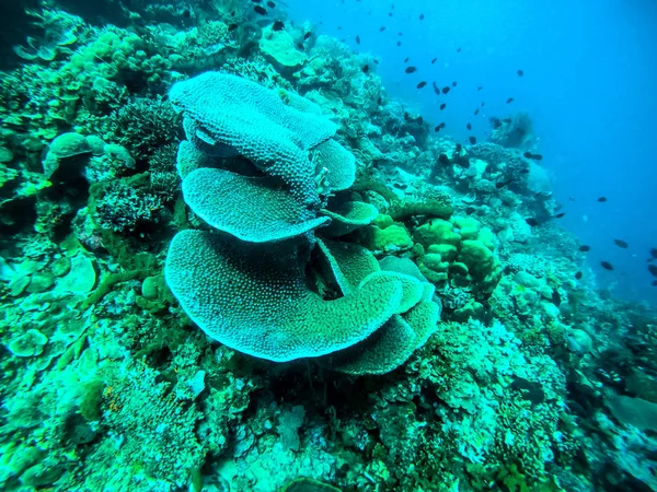 Korallrev sett i det vackra och transparenta havet — Stockfoto