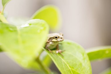 Yağmurlu bir günde sevimli bir kurbağa