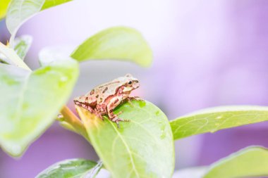 Yağmurlu bir günde sevimli bir kurbağa