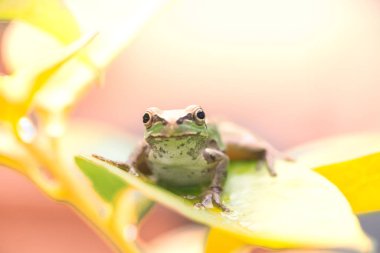 Yağmurlu bir günde sevimli bir kurbağa