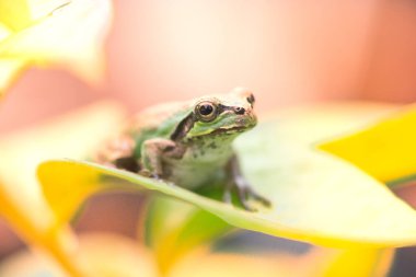 Yağmurlu bir günde sevimli bir kurbağa