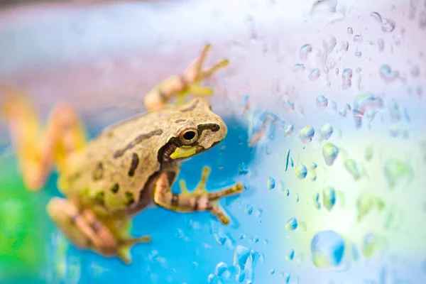 Una rana linda en un día lluvioso —  Fotos de Stock