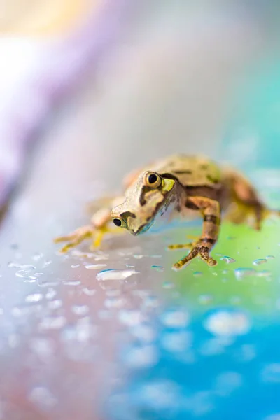 Um sapo bonito em um dia chuvoso — Fotografia de Stock