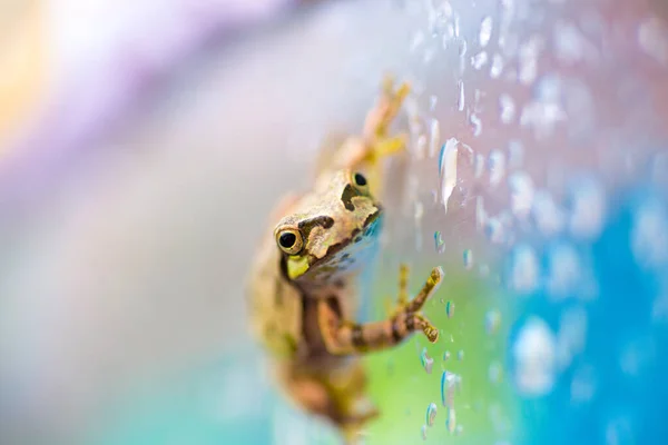 Egy aranyos béka egy esős napon. — Stock Fotó