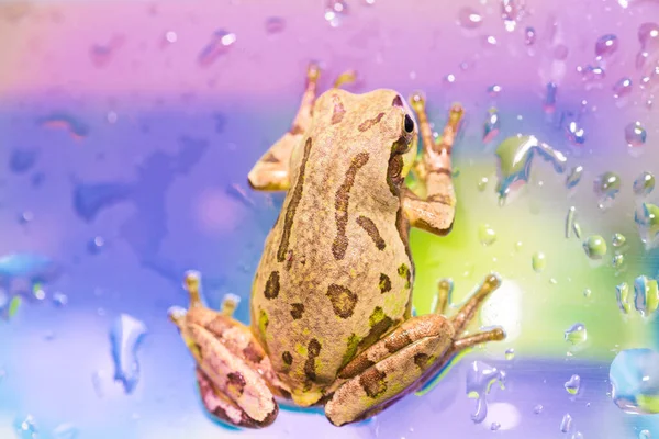 Roztomilá žába v deštivém dni — Stock fotografie