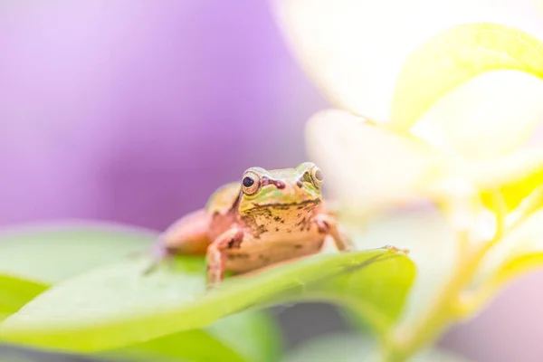Ένας χαριτωμένος βάτραχος σε μια βροχερή μέρα — Φωτογραφία Αρχείου